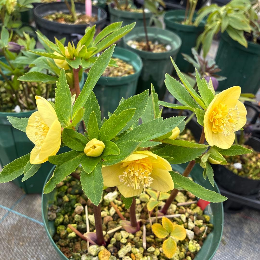 クリスマスローズ　アシュード　濃黄色セミダブル　イエロー　７寸