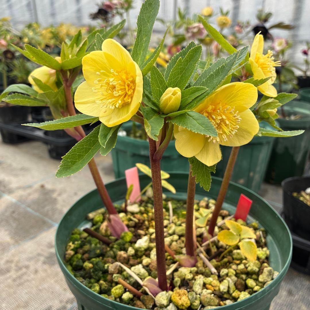 クリスマスローズ　アシュード　濃黄色セミダブル　イエロー　７寸