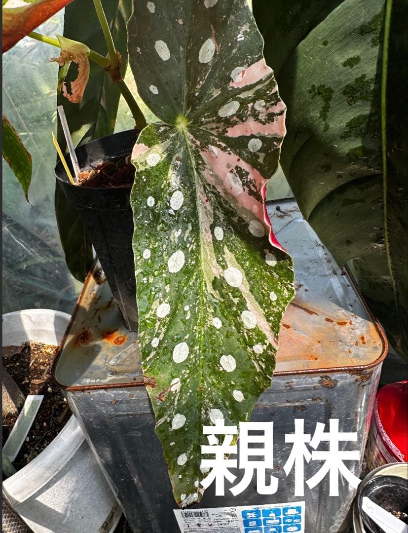 【希少】発根済 挿し木苗 ベゴニア マクラータ 斑入り