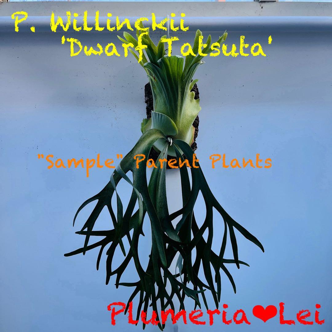 板付 観葉植物 超美株の子株です♫〖ビカクシダ・ウィリンキー・ドワーフタツタ〗