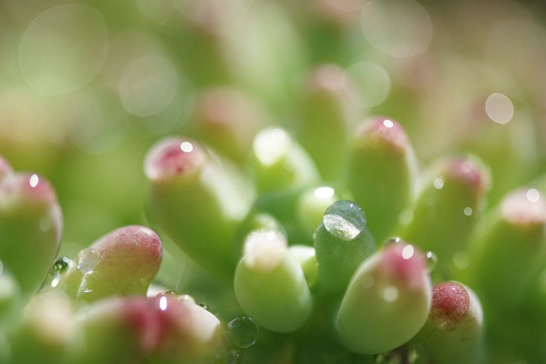 Nikon AF-S MICRO 105mm F2.8 G ED 管mpr