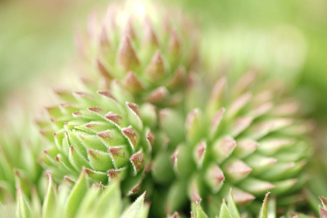 Nikon AF-S MICRO 105mm F2.8 G ED 管mpr