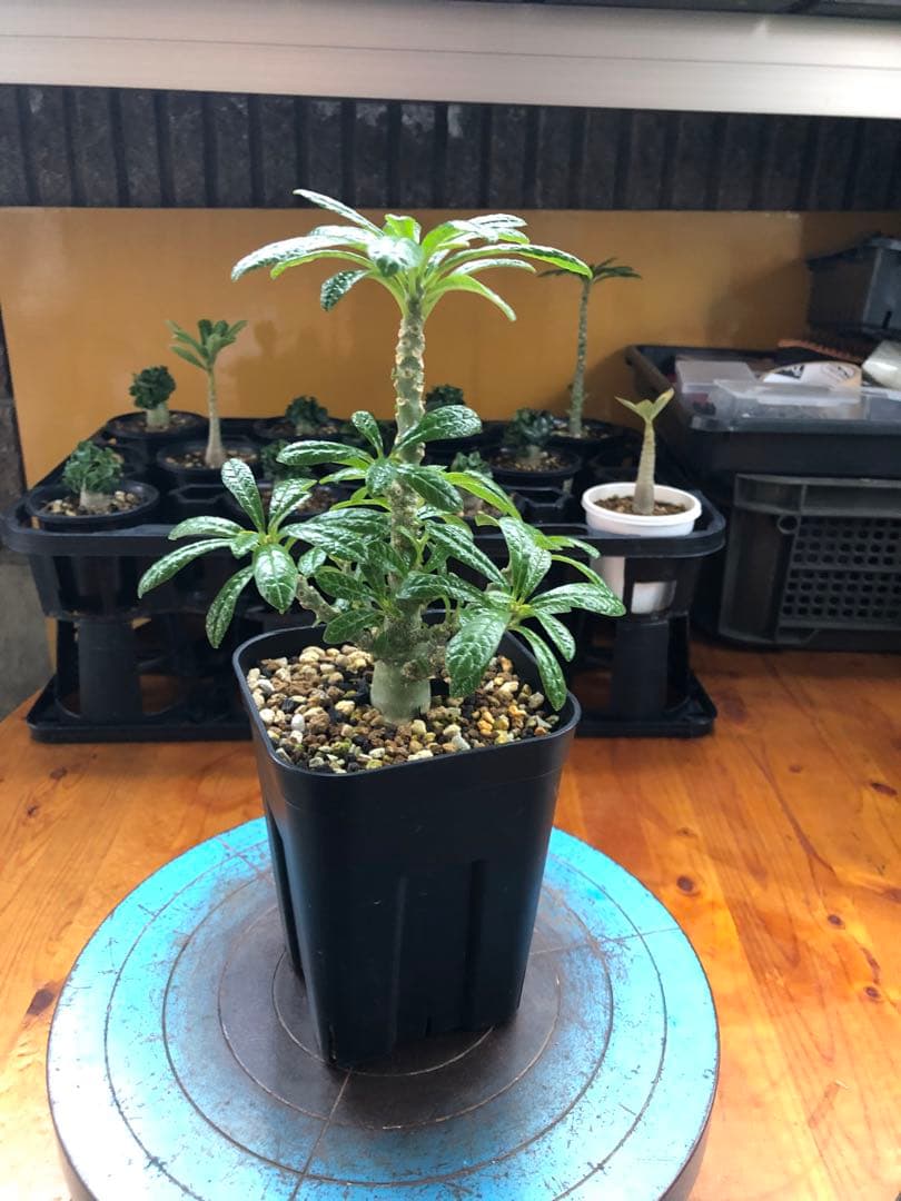 ドルステニア・ギガス　国内実生　A2