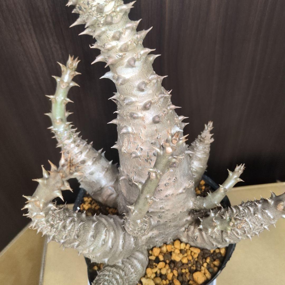 H*O様 パキポディウム ウィンゾリー 希少特大 サボテン 多肉植物 塊根 コー