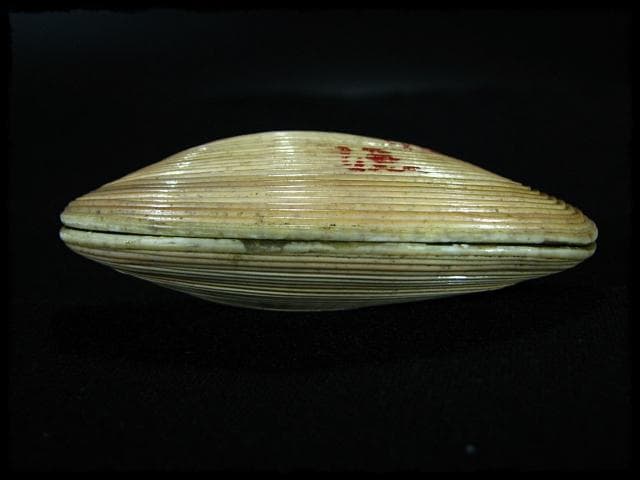 寿多礼貝 すだれ貝 安政二年 鳥飼 宗正 銘波隠 香合 茶道具 書付箱 b696