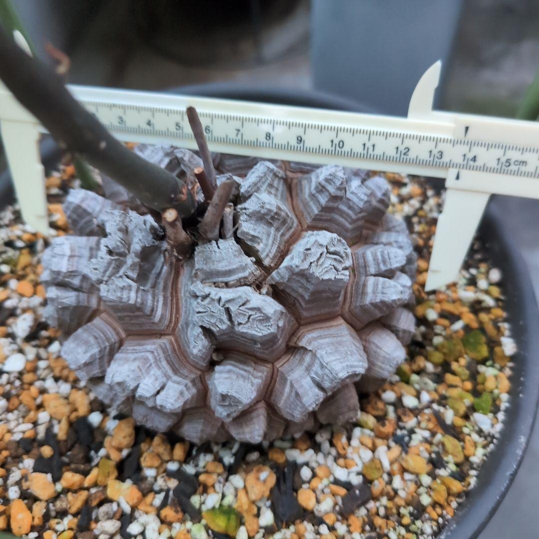 鉢径23㌢　実生丸型　長谷川園芸　亀甲竜　株幅13.8センチ　鉢ごと送料込み