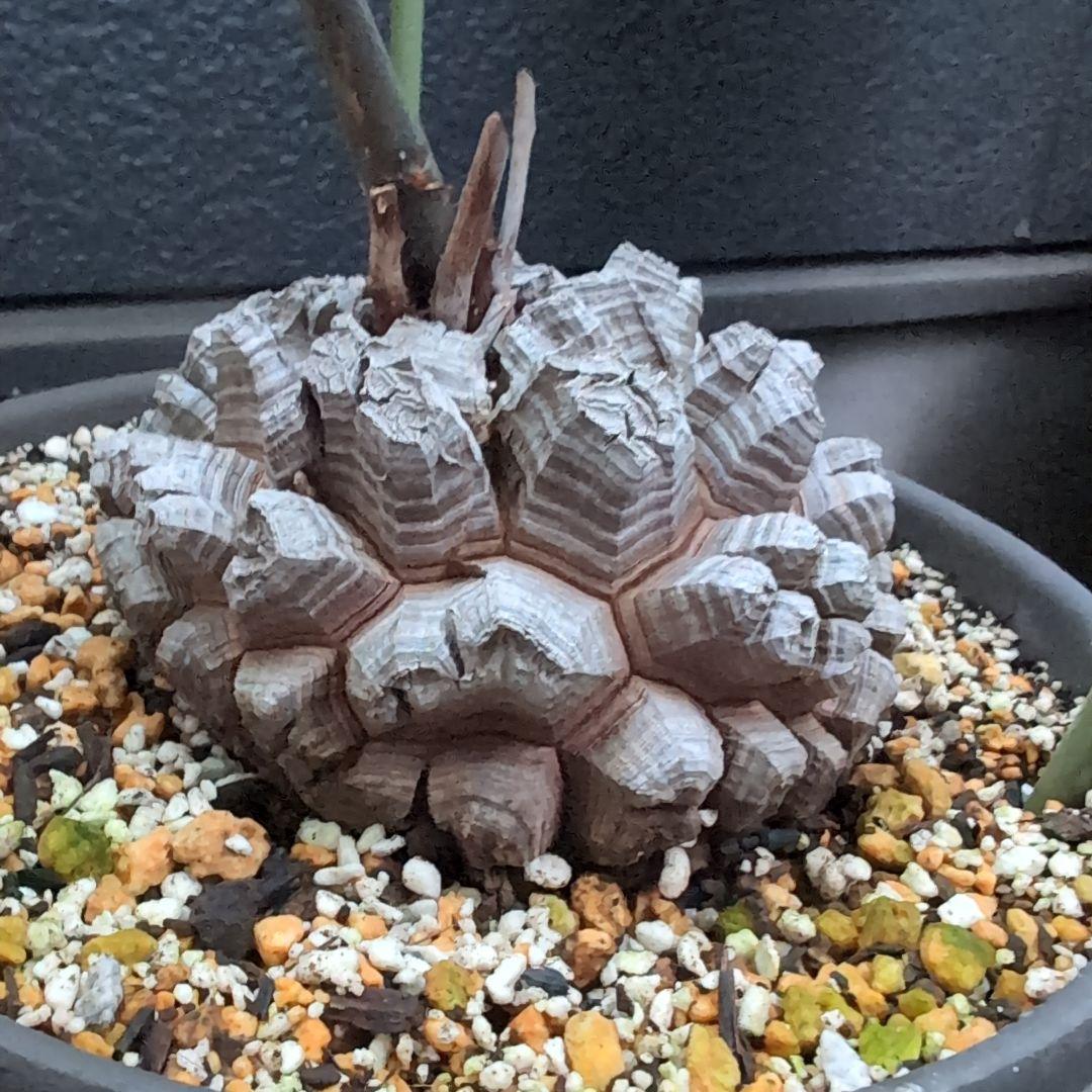 鉢径23㌢　実生丸型　長谷川園芸　亀甲竜　株幅13.8センチ　鉢ごと送料込み