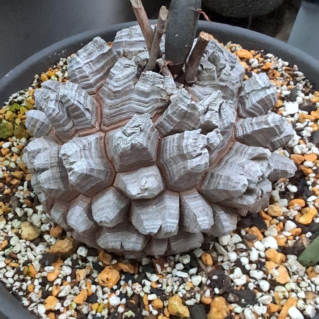 鉢径23㌢　実生丸型　長谷川園芸　亀甲竜　株幅13.8センチ　鉢ごと送料込み