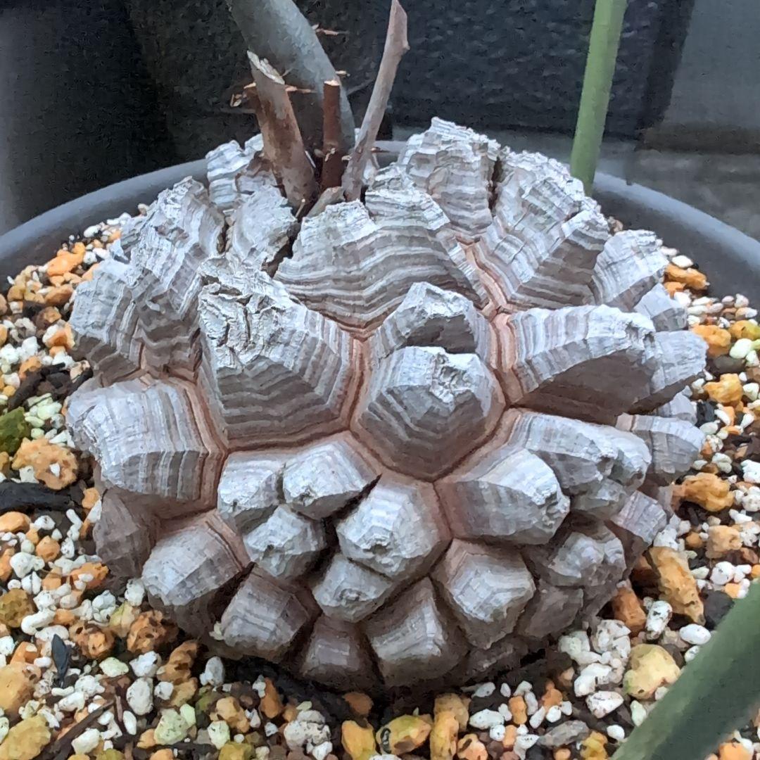 鉢径23㌢　実生丸型　長谷川園芸　亀甲竜　株幅13.8センチ　鉢ごと送料込み