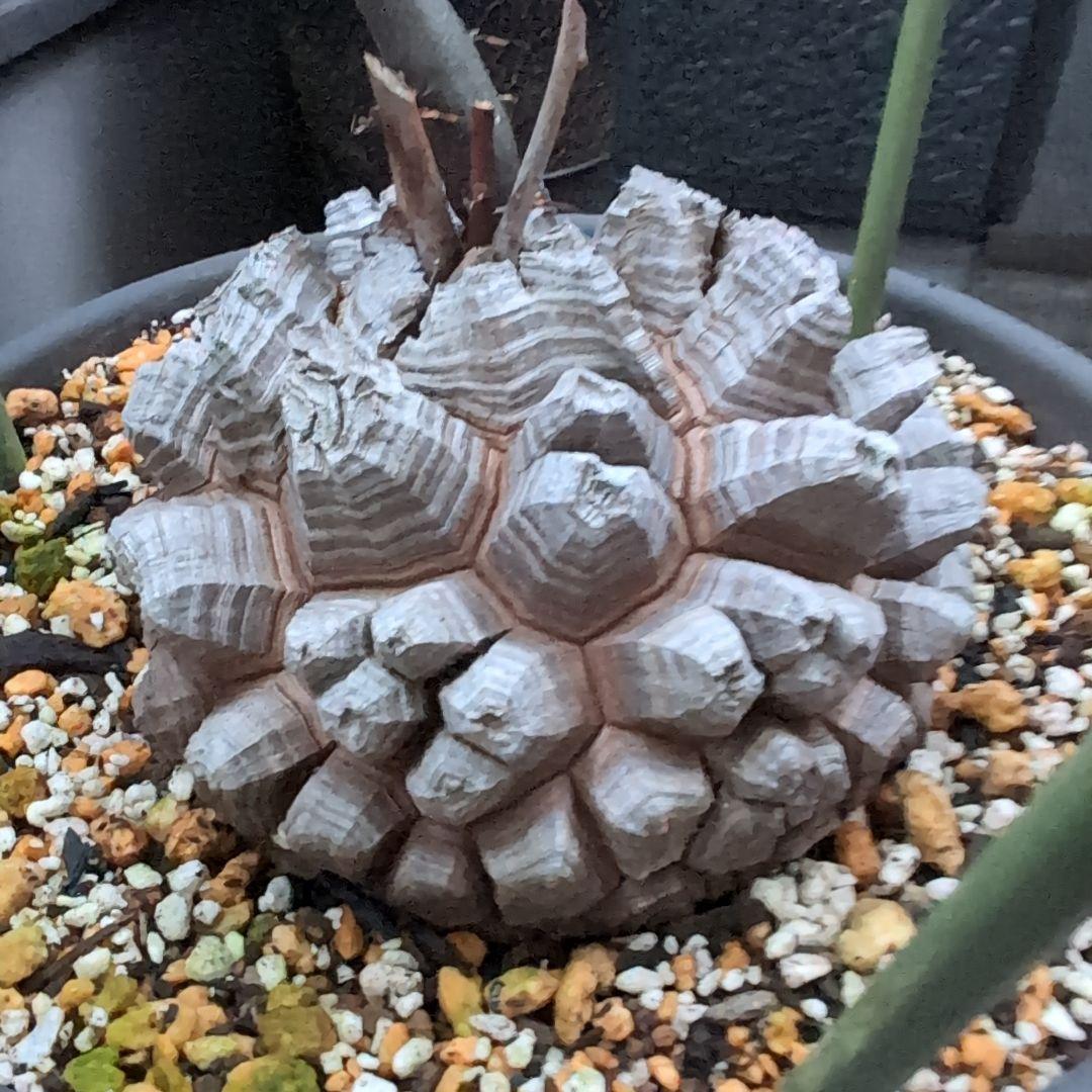 鉢径23㌢　実生丸型　長谷川園芸　亀甲竜　株幅13.8センチ　鉢ごと送料込み