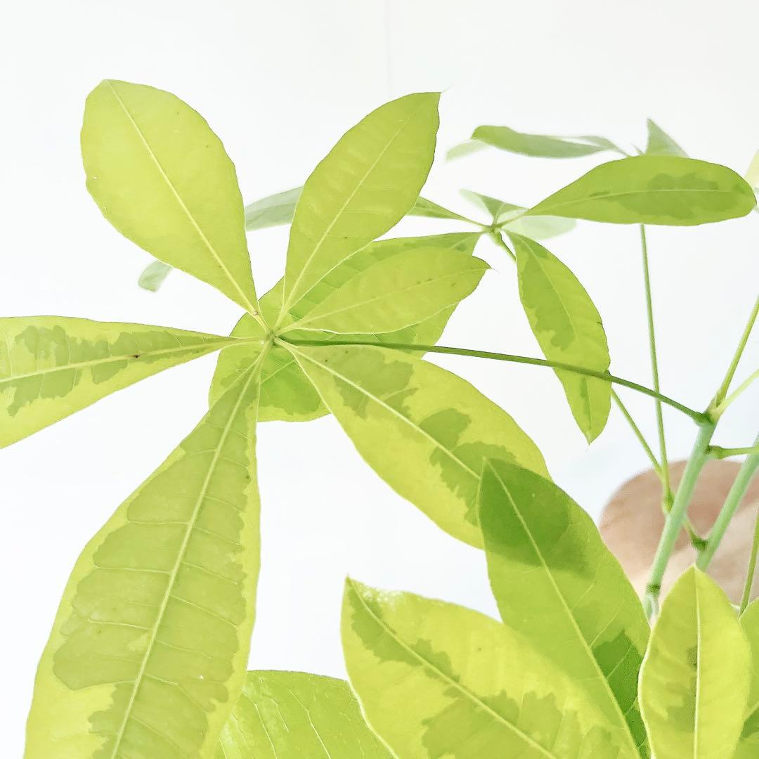 斑入り パキラ ムーンライト アートストーンポット 観葉植物 室内