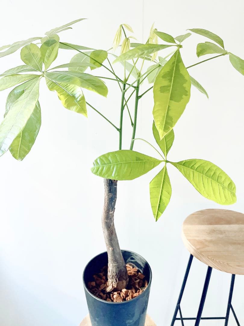 斑入り パキラ ムーンライト アートストーンポット 観葉植物 室内