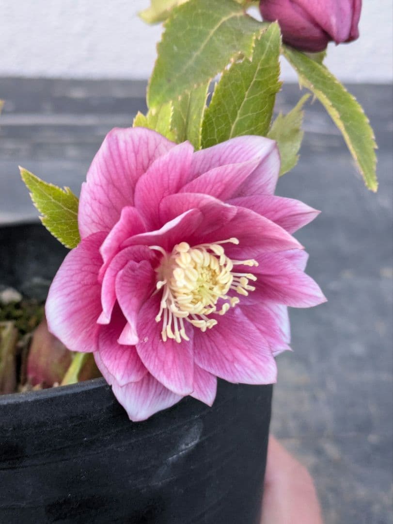 広瀬園芸 クリスマスローズ　オーレア系 ピンクグラデーション DD（ダブル）