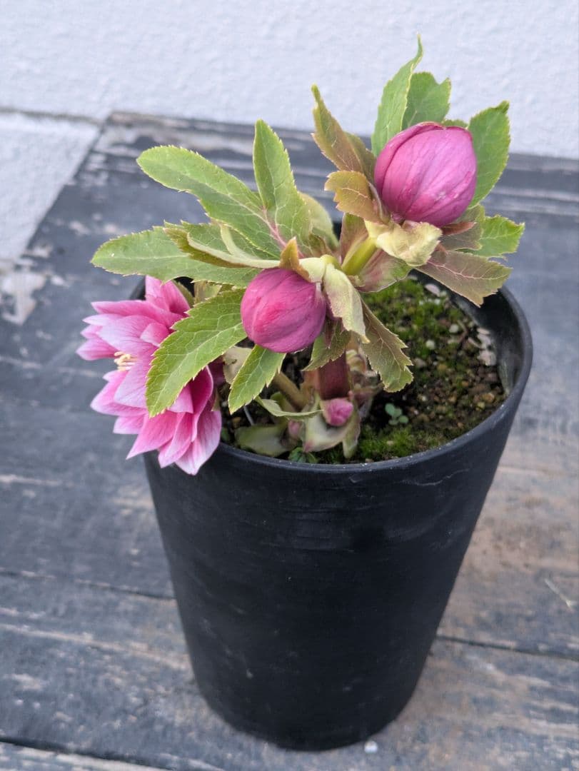 広瀬園芸 クリスマスローズ　オーレア系 ピンクグラデーション DD（ダブル）