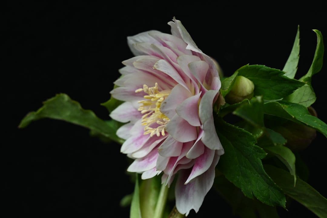 クリスマスローズ　認定多弁系プリマヴェーラゴールド　加藤農園