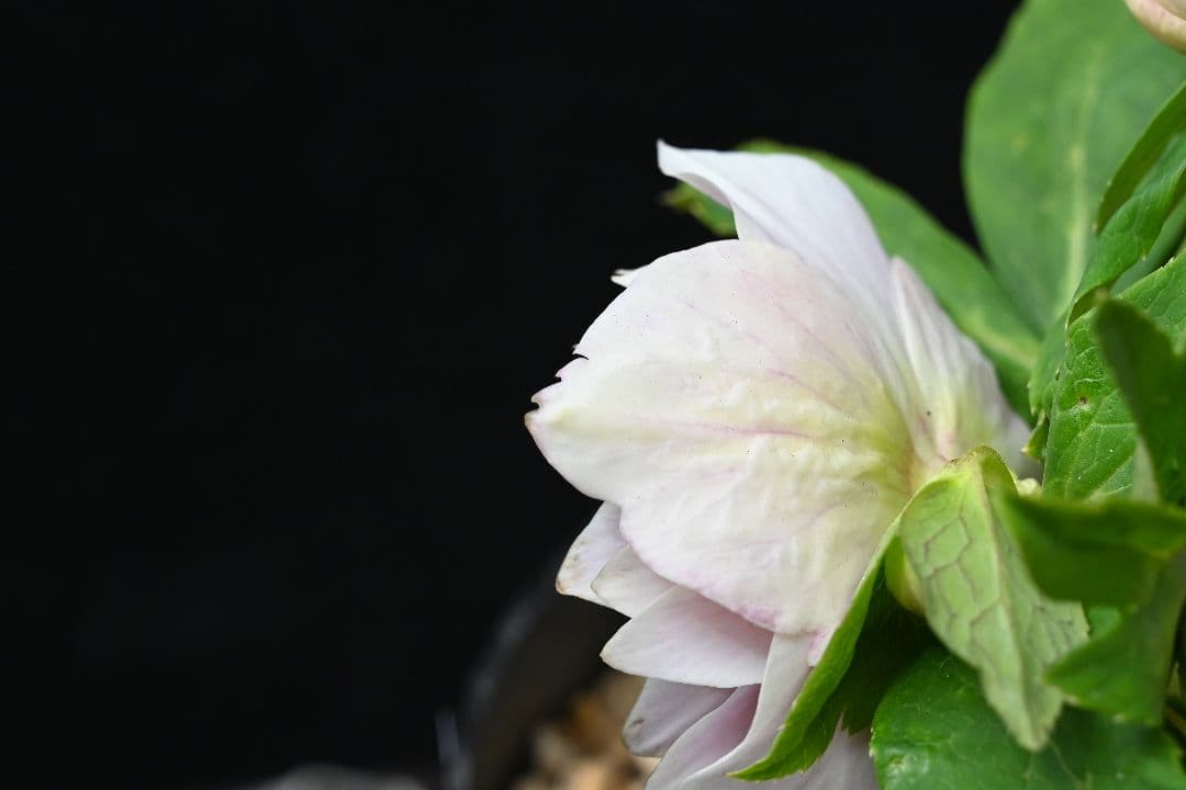 クリスマスローズ　認定多弁系プリマヴェーラゴールド　加藤農園