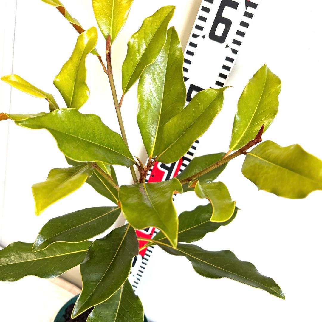 43.SEASONページケイパレス マグノリア 泰山木 タイサンボク 苗