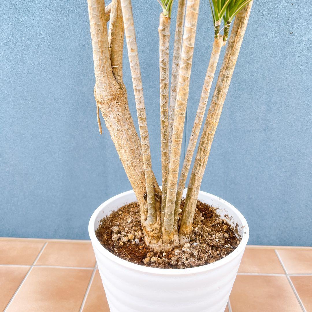 現品　ドラセナ　コンシンネ　トリカラー　28番　観葉植物　特大　インテリア　室内