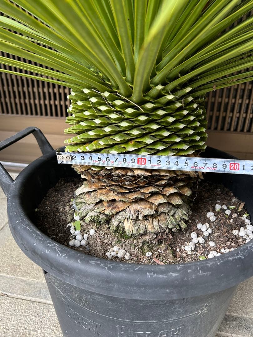 ユッカ　ロストラータ　極太の幹立　ボリューム株　13号　発根済み