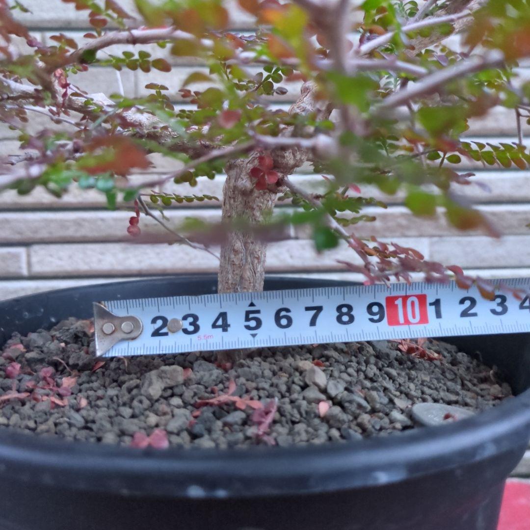 オペルクリカリア　デカリー　親株　実生　発根済み　鉢ごと発送