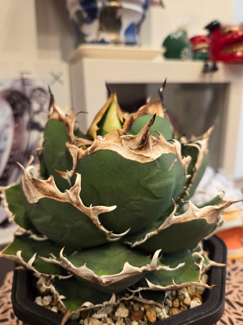 【アガベ オアハカ 親株】 オアハカ Oaxaca 大株 現地球ウリエル 実生