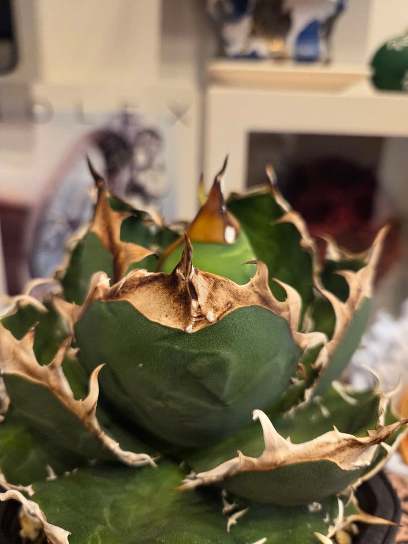 【アガベ オアハカ 親株】 オアハカ Oaxaca 大株 現地球ウリエル 実生