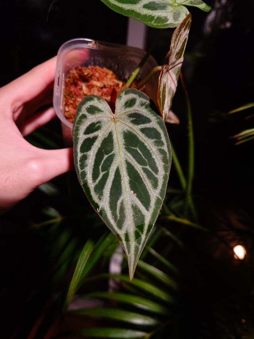 その他観葉植物 Anthurium 'SKG Silver'x Red Crystallinum