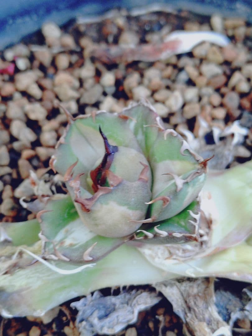 姫厳竜錦　白中斑　姫厳龍　子株　姫厳竜　ラスト