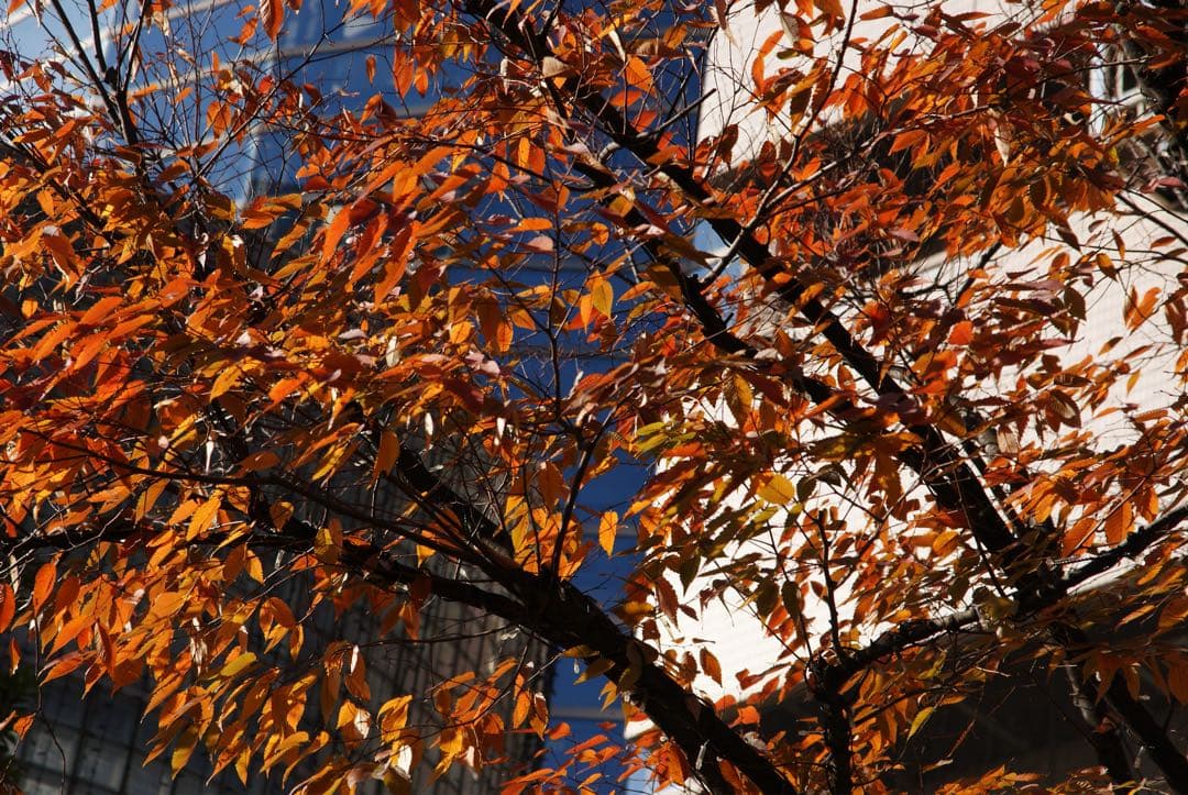 SAL1680Z 作例あり 16-80 DT Vario-Sonnar