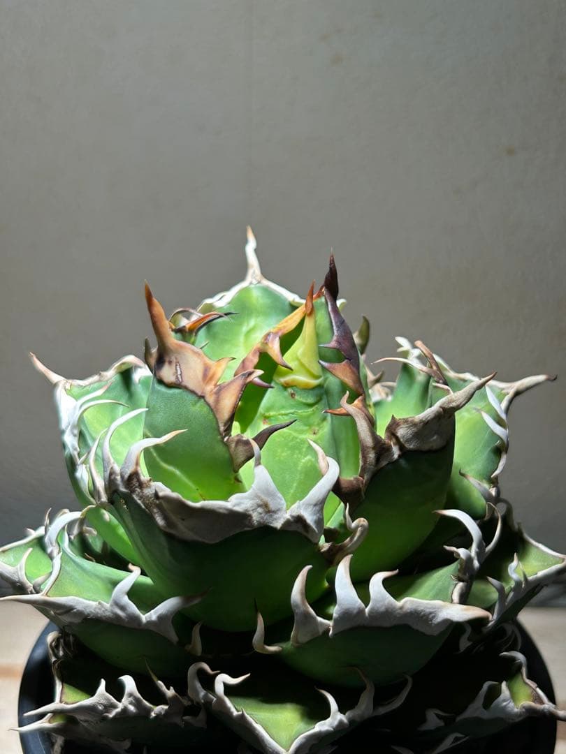 アガベ 赤猫　良形大株　鉢のまま発送可能