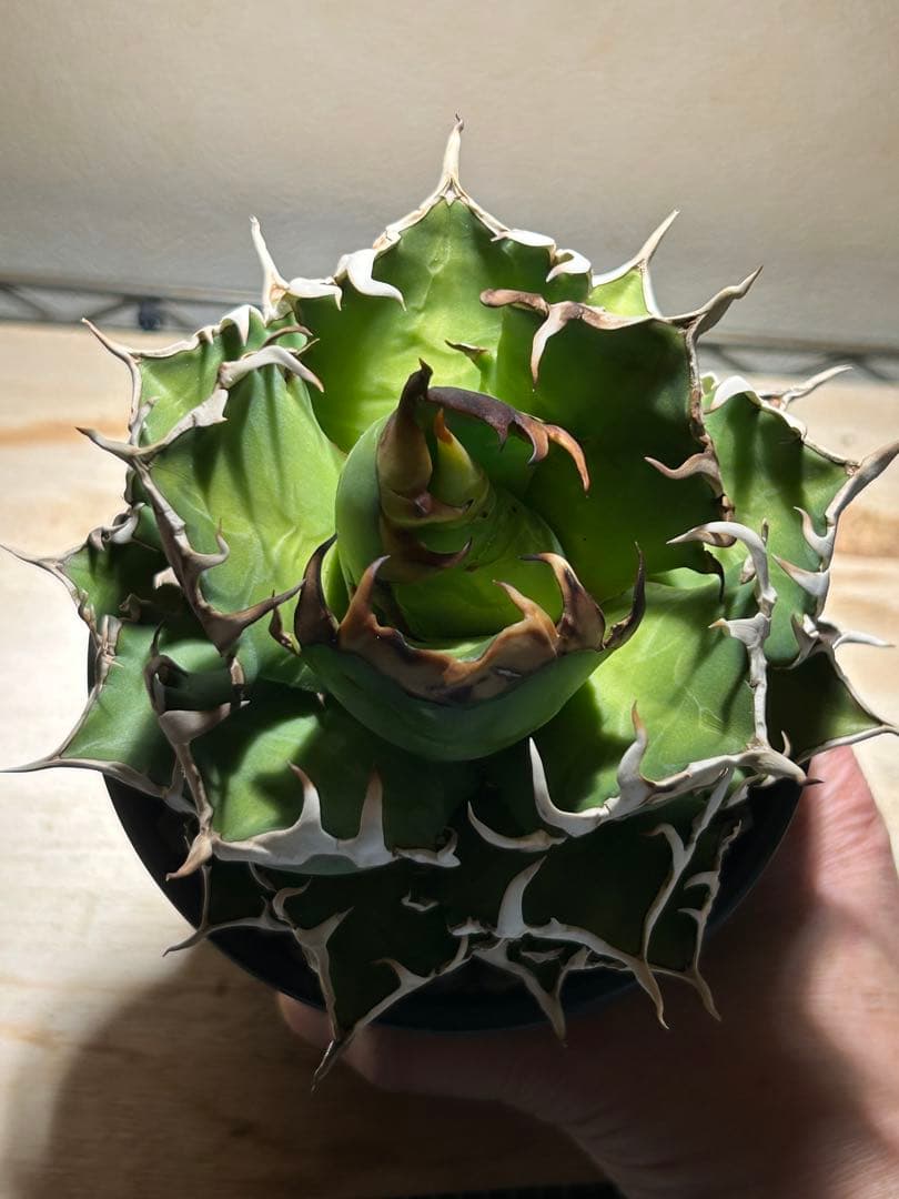 アガベ 赤猫　良形大株　鉢のまま発送可能