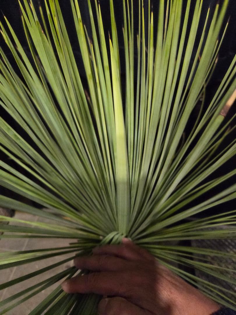 ユッカ リネアリフォリア 太株 (と)子株付き