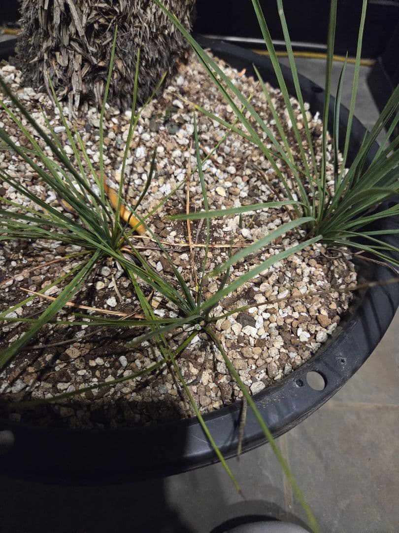 ユッカ リネアリフォリア 太株 (と)子株付き