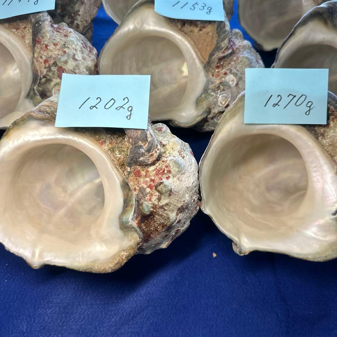 特大夜光貝　ヤコウ貝　まとめ売り　11個 約13kg アクセサリー　ルアー