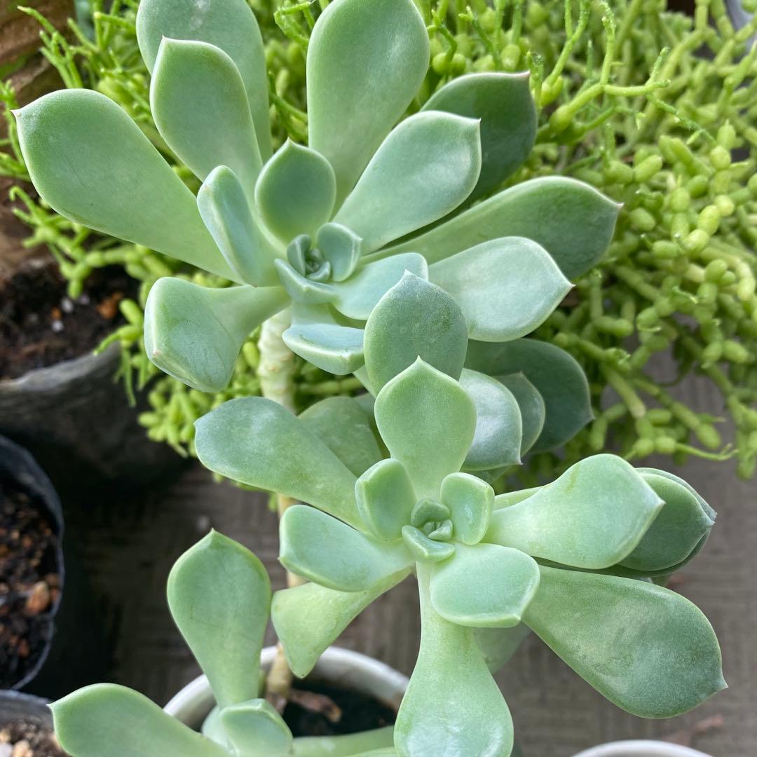 【多肉植物】エケベリア　エレガンス　カット苗写真全て　❤️かなり大きくなります❤️