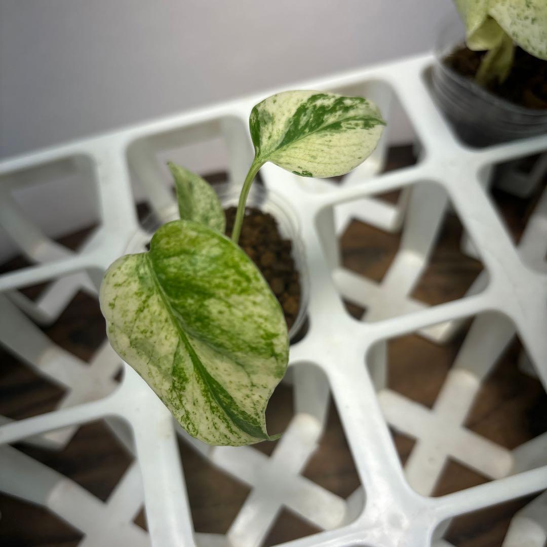 ケ*ン様 5株セット【特別選抜】ホワイトモンスター／天津蘭 モンステラ斑入り