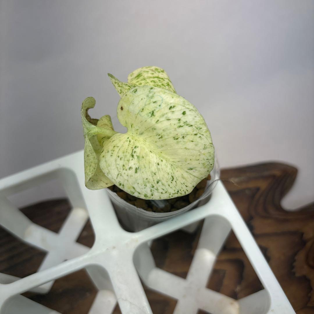 ケ*ン様 5株セット【特別選抜】ホワイトモンスター／天津蘭 モンステラ斑入り