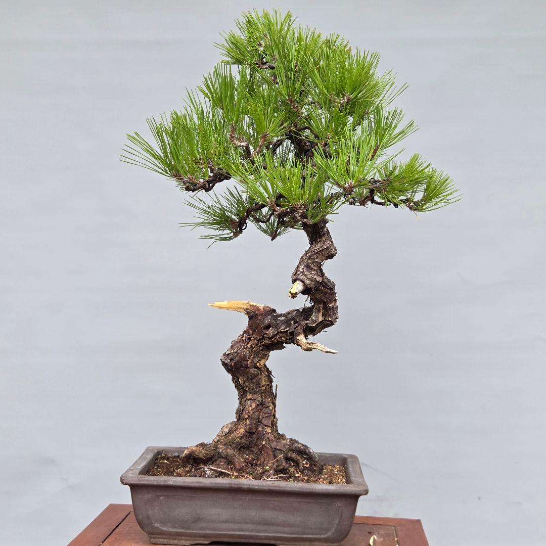 黒松　[模様木]　中品盆栽
