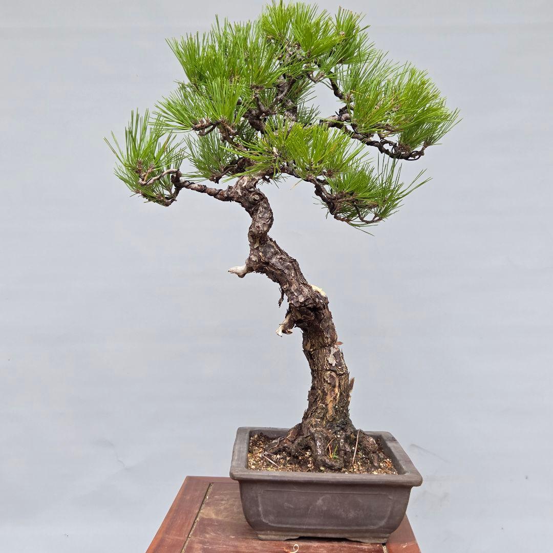 黒松　[模様木]　中品盆栽
