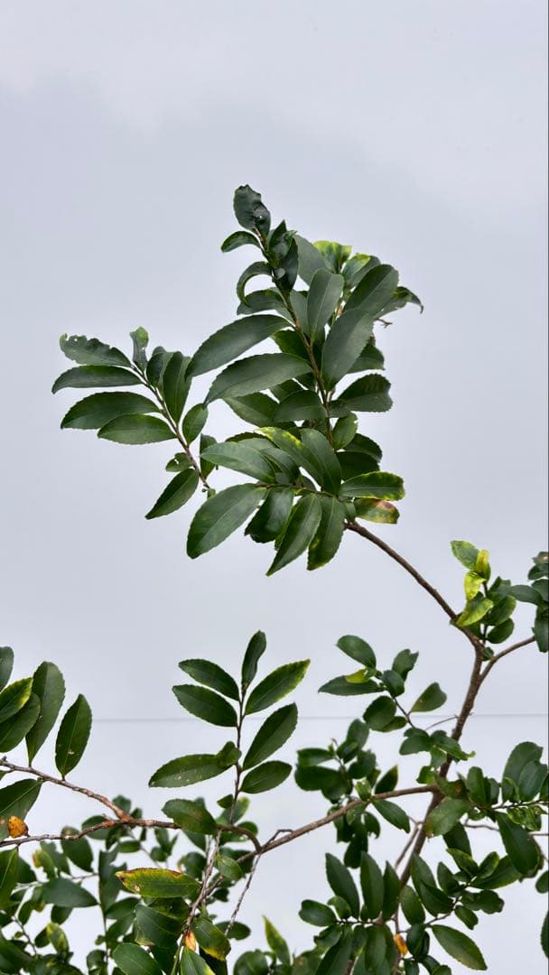 自然な樹形が美しい 山採りの ヒサカキ 690 樹高1.4m位 ヒメサカキ 姫榊