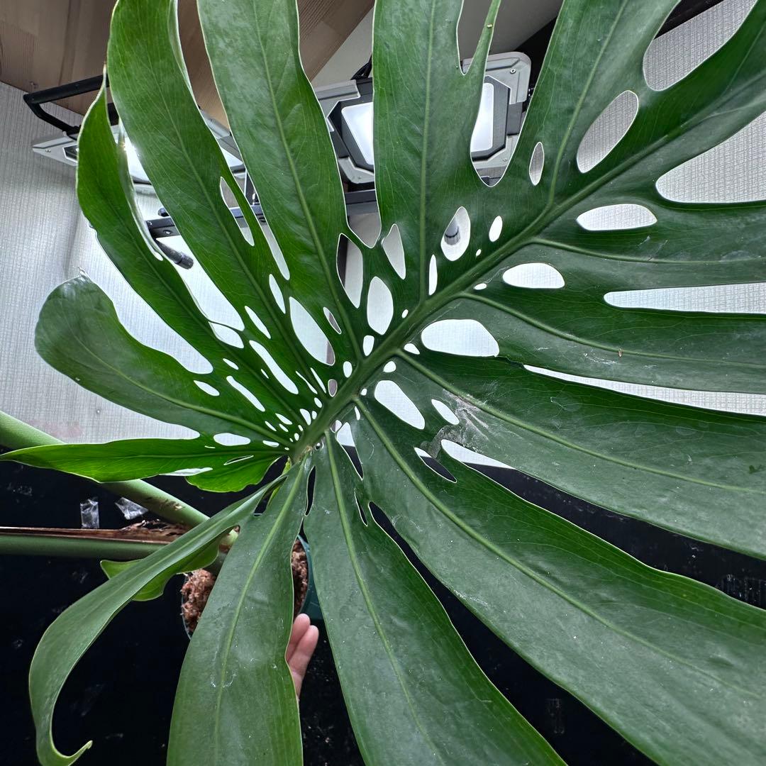 モンステラデリシオーサマクロコズム超希少系統鉢植え89㎝
