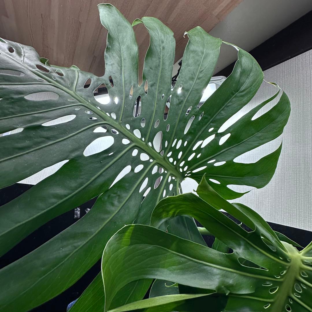 モンステラデリシオーサマクロコズム超希少系統鉢植え89㎝
