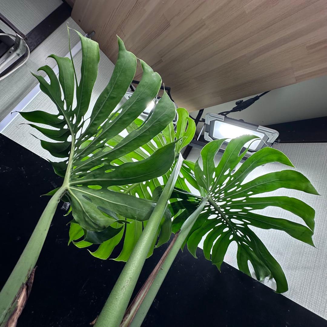 モンステラデリシオーサマクロコズム超希少系統鉢植え89㎝