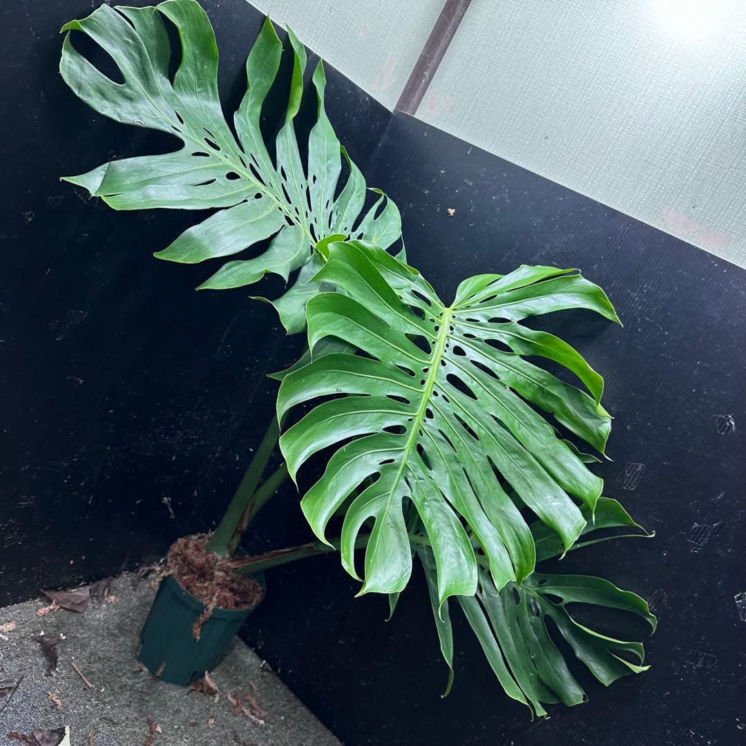 モンステラデリシオーサマクロコズム超希少系統鉢植え89㎝