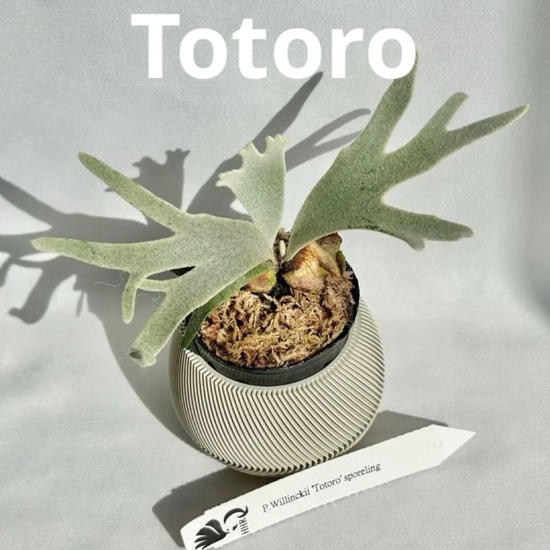 【メルカリ便】P. Willinckii Totoro' （spore）【97】