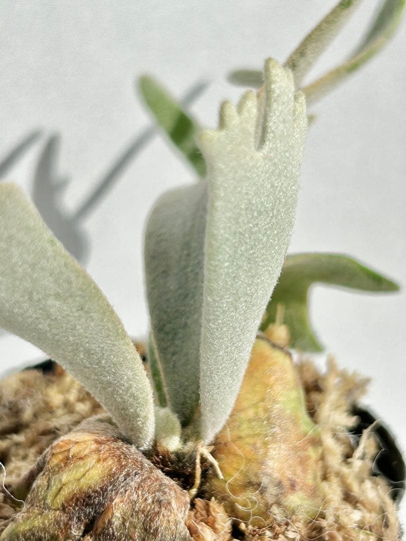 【メルカリ便】P. Willinckii Totoro' （spore）【97】