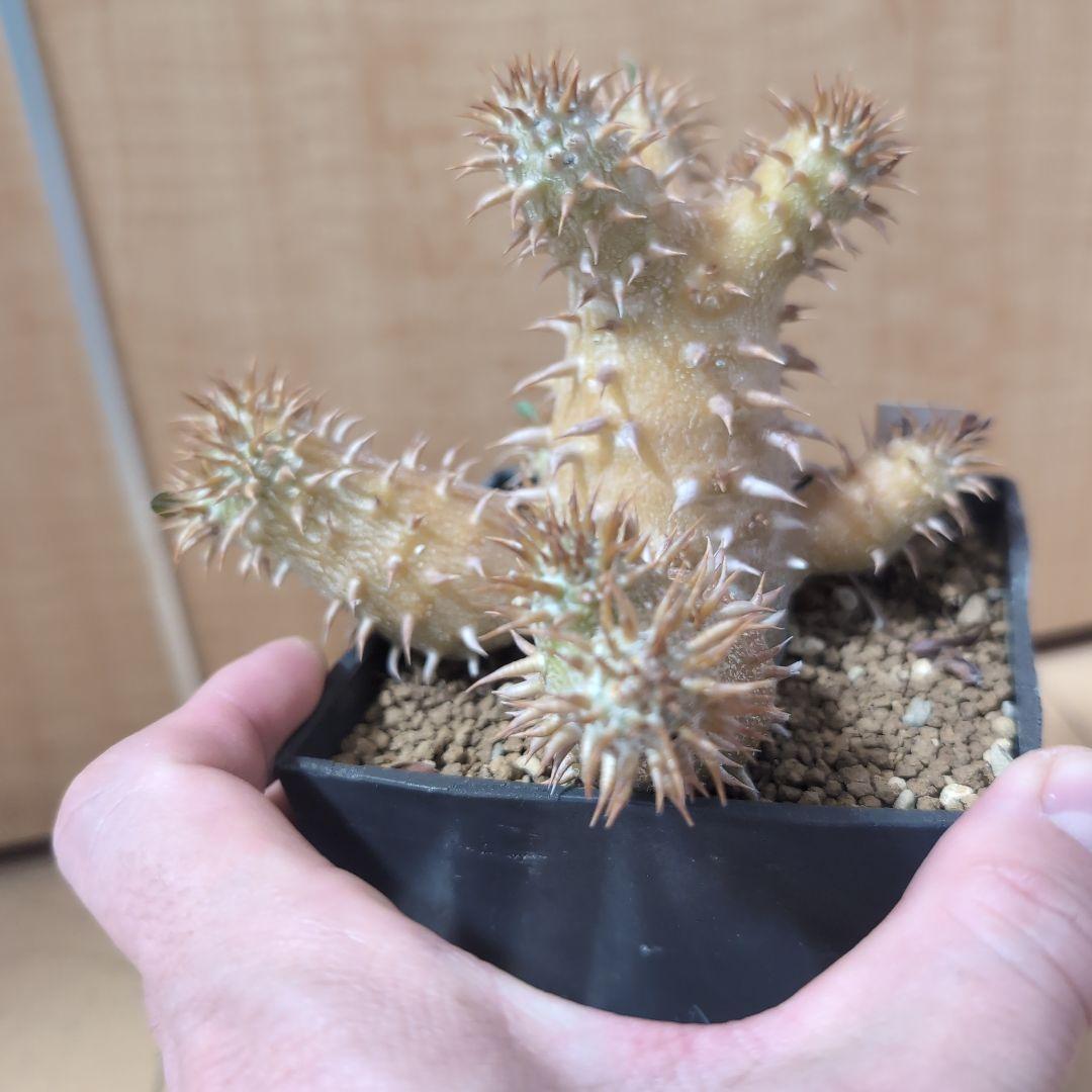 パキポディウム　ロスラーツム実生株