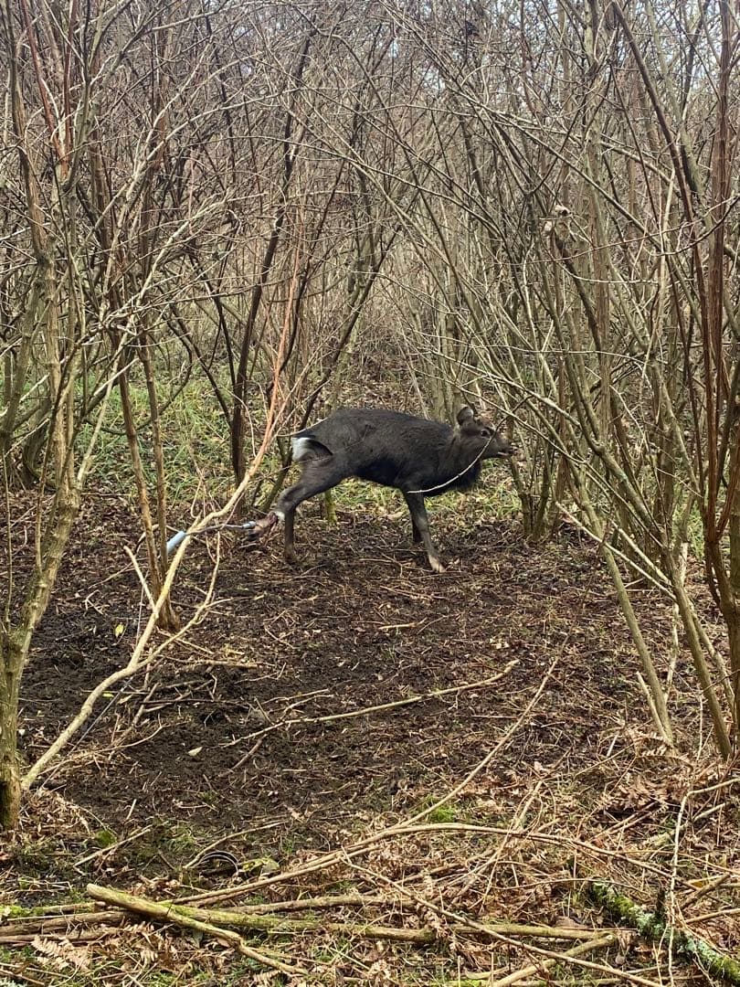 鹿肉 新鮮　冷凍真空パック　9キロ　送料無料