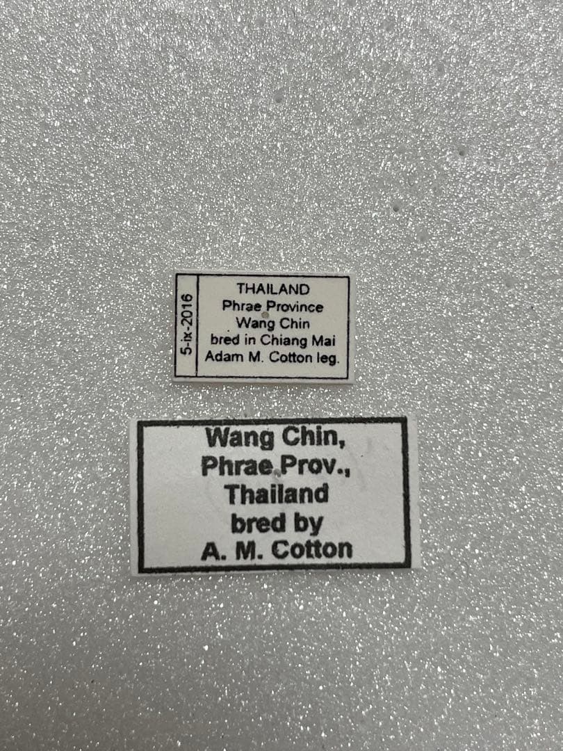 ナガサキアゲハ（メス、タイ産飼育品）