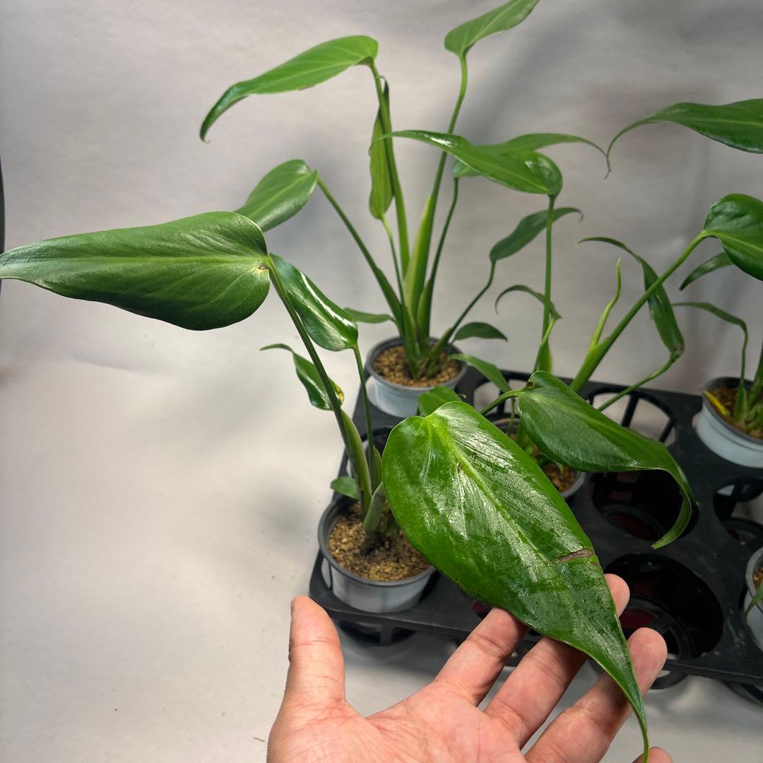 さ*ん様 5株セット訳ありa19モンステラ バールマルクスフレーム